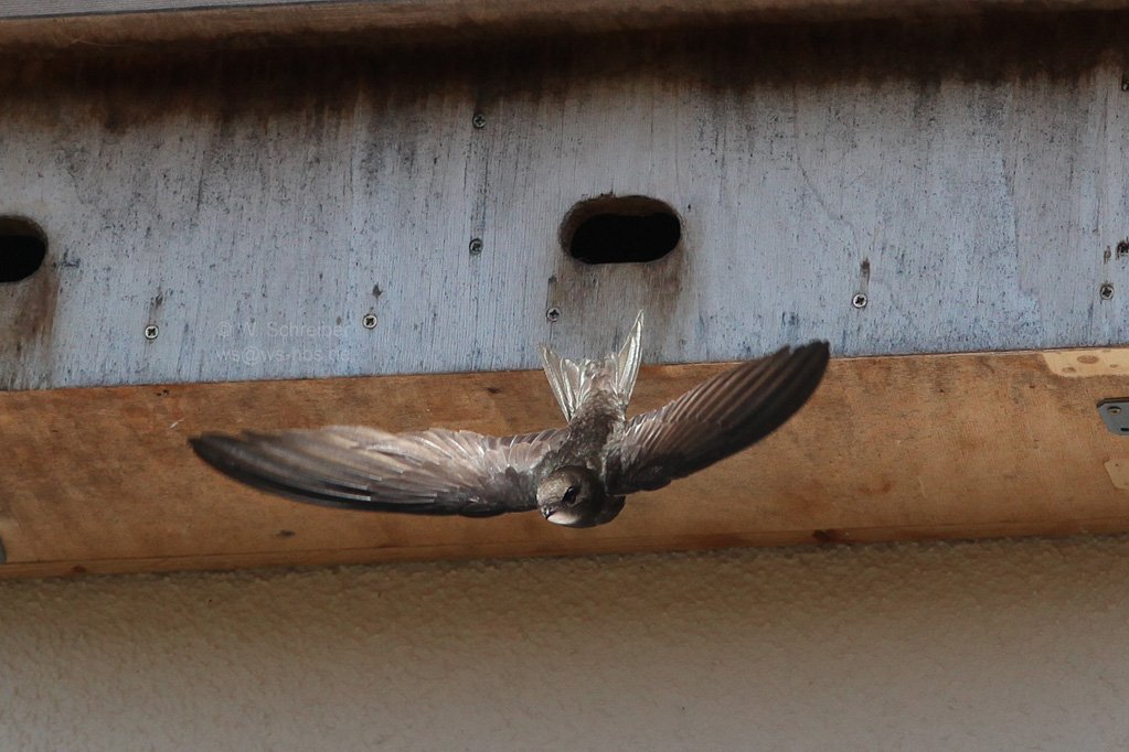 Mauersegler Abflug